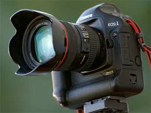 Canon 24-105 + eos 1d напрокат