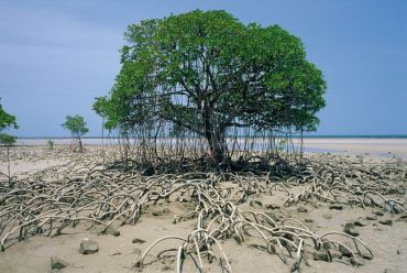 Фотографы дикой природы на страже мангровых лесов